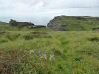 Tintagel 