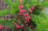 280 Wales, Bodnant Garden