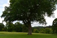 281 Wales, Bodnant Garden