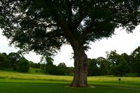 283 Wales, Bodnant Garden