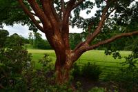 284 Wales, Bodnant Garden