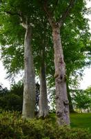 286 Wales, Bodnant Garden