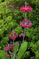 299 Wales, Bodnant Garden