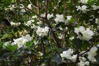 303 Wales, Bodnant Garden