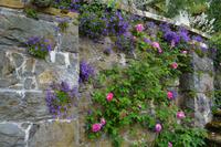 307 Wales, Bodnant Garden