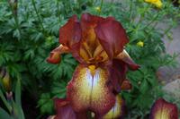 320 Wales, Bodnant Garden