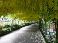 Bodnant Garden