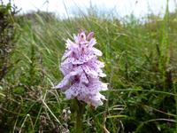 Pembrokeshire Coast Path