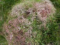 Pembrokeshire Coast Path