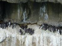 Stackpole Head - Trottellumme