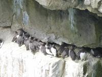 Stackpole Head - Trottellumme