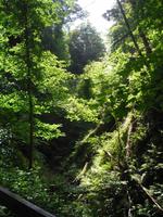 Shanklin Chine - Isle of Wight