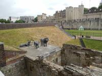 Die Löwen des Towers