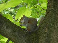 Eichhorn im St. James Park