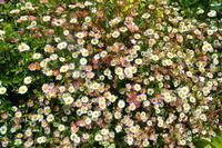 128 Knightshayes Court