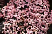 138 Knightshayes Court