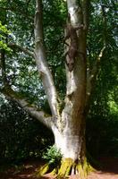 141 Knightshayes Court