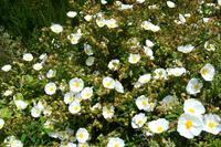 142 Knightshayes Court