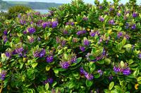 196 Tenby, Walisische Riviera