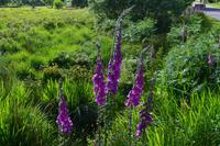 404 Glenfinnian, Fingerhut