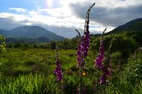 405 Glenfinnian, Fingerhut