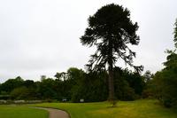 508 Skye, Dunvegan Castle Garden