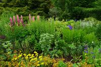 511 Skye, Dunvegan Castle Garden