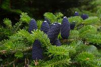 514 Skye, Dunvegan Castle Garden