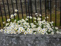 Friedhof in Moretonhampstead