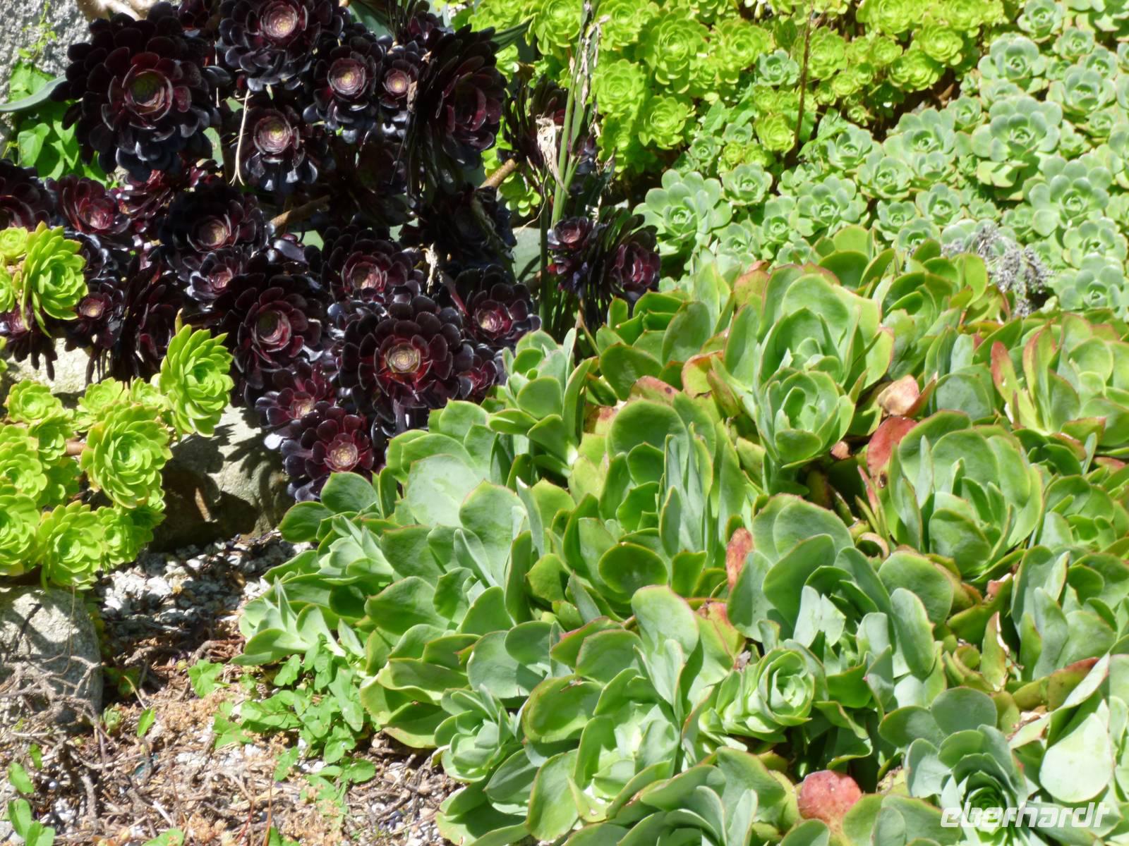 Kakteengarten auf St. Michaels Mount