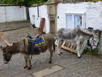 Clovelly, Esel