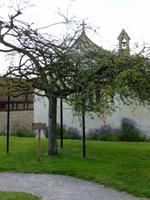 Glastonbury Abbey, heiliger Dornbusch