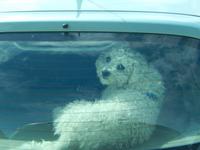 Der Hund schaut zu auf der Fahrt nach Carrowmore