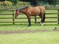 Da stehen ein paar Millionen Euro - im Irischen Nationalgestüt