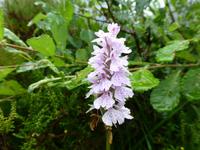Glen Coe - Knabenkraut