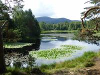 Rothiemurchus Forest