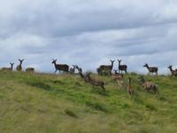 Rothiemurchus Forest