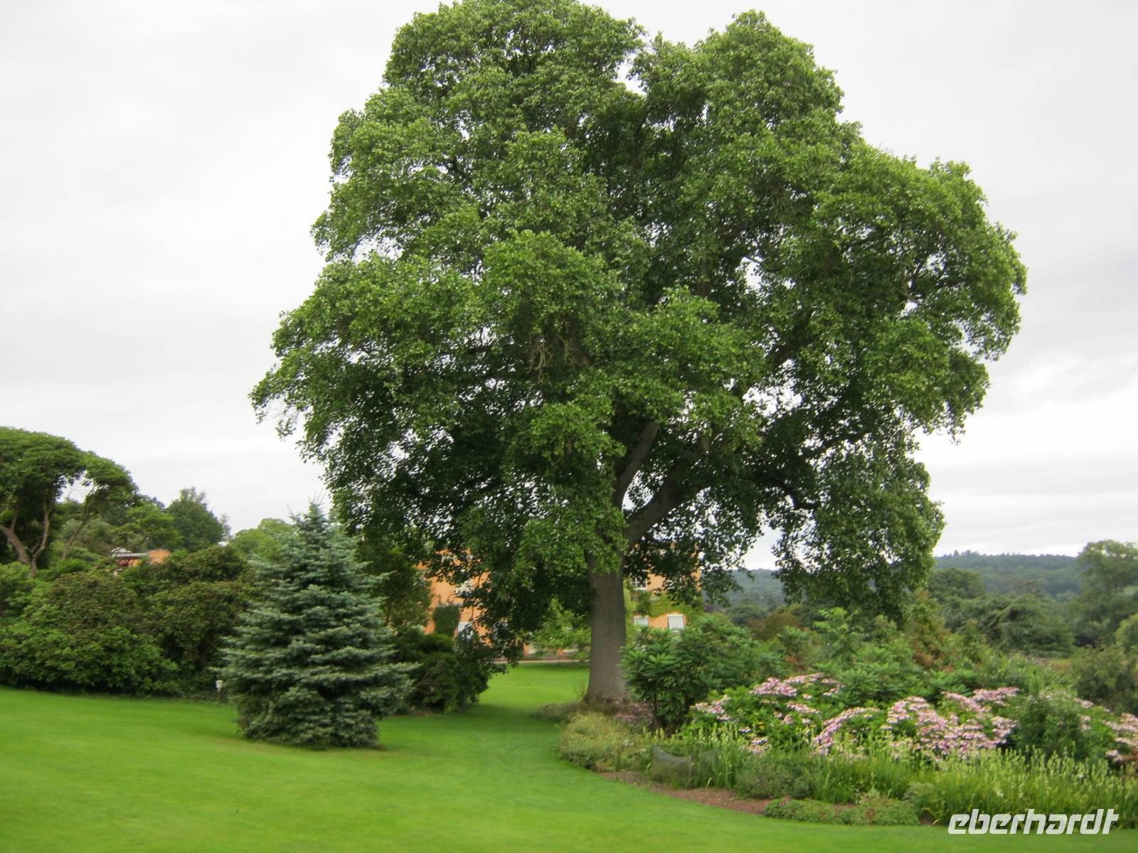 so schön, Mr. Veitch