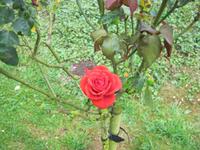 Können Sie sie riechen?