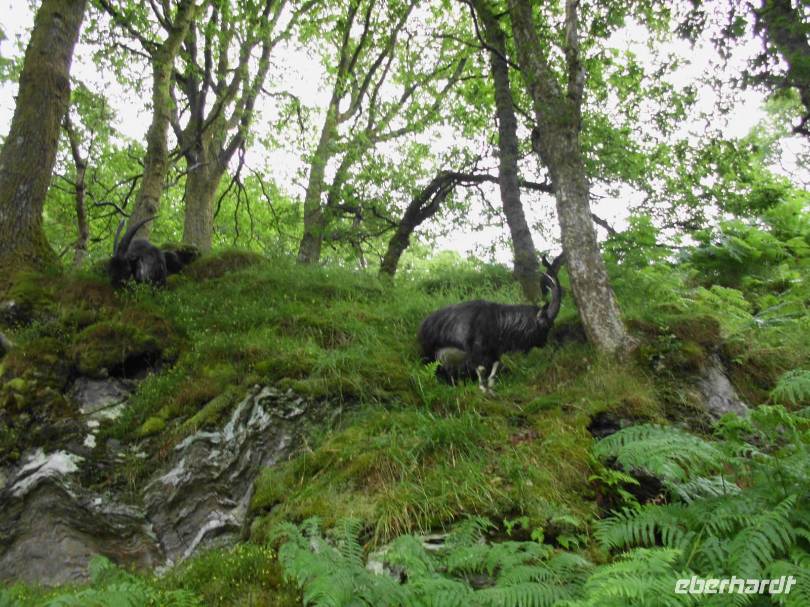 Feral Goats am Loch Lomond