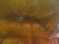 Lachs in Lachstreppe Pitlochry