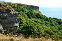 101 Isle of Wight, Black Chine