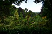 214 Cornwall, Trebah Garden
