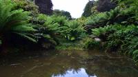 221 Cornwall, Trebah Garden