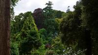 232 Cornwall, Trebah Garden