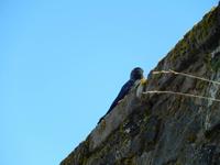 Die Krähe schaut mich an... Stirling Castle