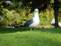 Möwe am Loch Lomond