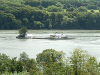 Mitten im Fluss lebt ein Schleppfischer