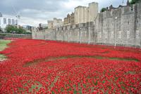 Mohnblumen aus Keramik vor dem Tower of London