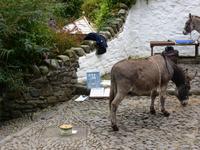 Clovelly - Esel als Transportmittel